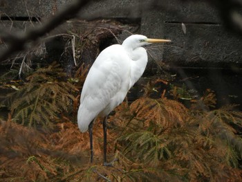 Sat, 3/26/2022 Birding report at 泉の森公園