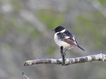 2022年4月17日(日) 広島県の野鳥観察記録