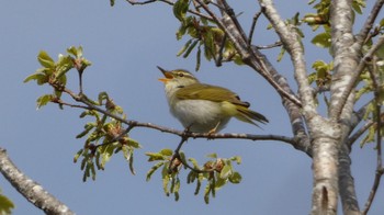 Eastern Crowned Warbler Arima Fuji Park Sun, 4/17/2022