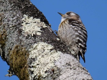 Japanese Pygmy Woodpecker 皆野町 Tue, 4/5/2022