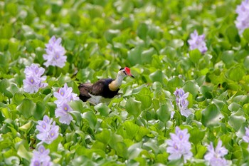 Comb-crested Jacana Half Moon Bay Golf Club(Cairns) Sun, 10/8/2017