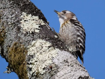 Japanese Pygmy Woodpecker 皆野町 Tue, 4/5/2022