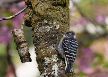 Japanese Pygmy Woodpecker 皆野町 Sun, 4/17/2022