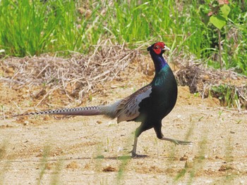 2022年4月16日(土) 豊田市中根町の野鳥観察記録