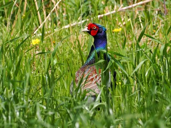 Green Pheasant 豊田市中根町 Sat, 4/16/2022