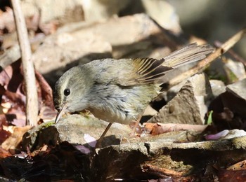 ウグイス ささやまの森公園(篠山の森公園) 2022年4月17日(日)