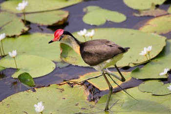 2017年10月8日(日) Cattana Wetlands(Cairns)の野鳥観察記録