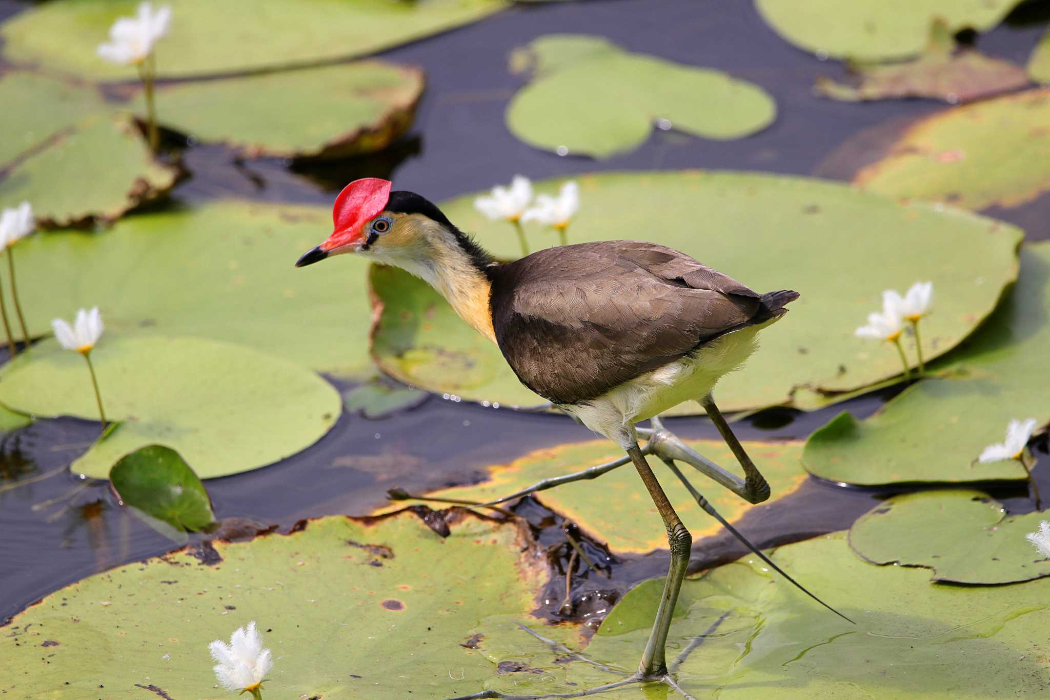 Cattana Wetlands(Cairns) トサカレンカクの写真 by とみやん