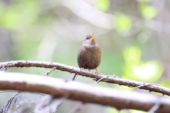 Eurasian Wren 金剛山 Sat, 4/16/2022