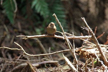 Eurasian Wren 金剛山 Sat, 4/16/2022