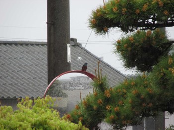 イソヒヨドリ 三重県四日市市 2022年4月18日(月)