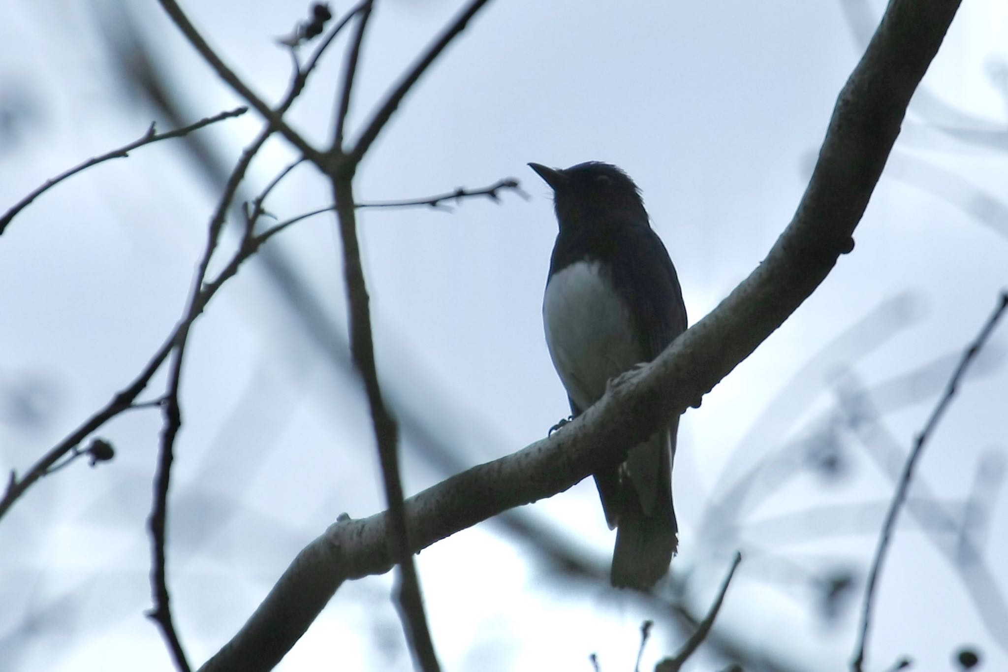 Photo of Blue-and-white Flycatcher at  by ささりん