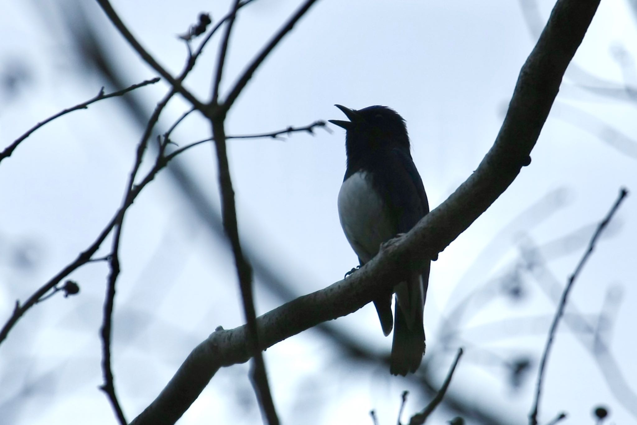 Photo of Blue-and-white Flycatcher at  by ささりん