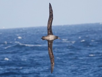 クロアシアホウドリ 八丈島航路 2022年4月6日(水)