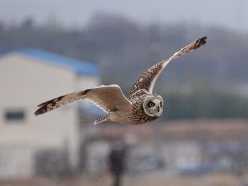 コミミズク 愛知県 2022年1月23日(日)