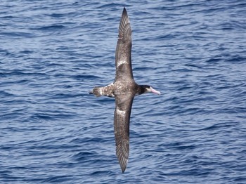 アホウドリ 八丈島航路 2022年4月6日(水)