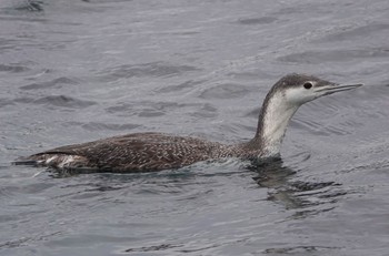 Red-throated Loon 神奈川県 Wed, 1/26/2022