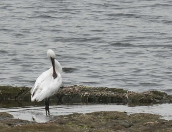 2022年4月18日(月) 江津湖の野鳥観察記録