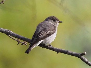 Asian Brown Flycatcher 奈良県奈良市 Mon, 4/18/2022