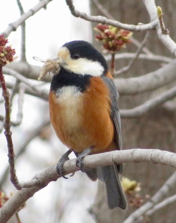 2022年4月18日(月) 真駒内公園の野鳥観察記録