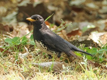 クロツグミ 大泉緑地 2022年4月17日(日)