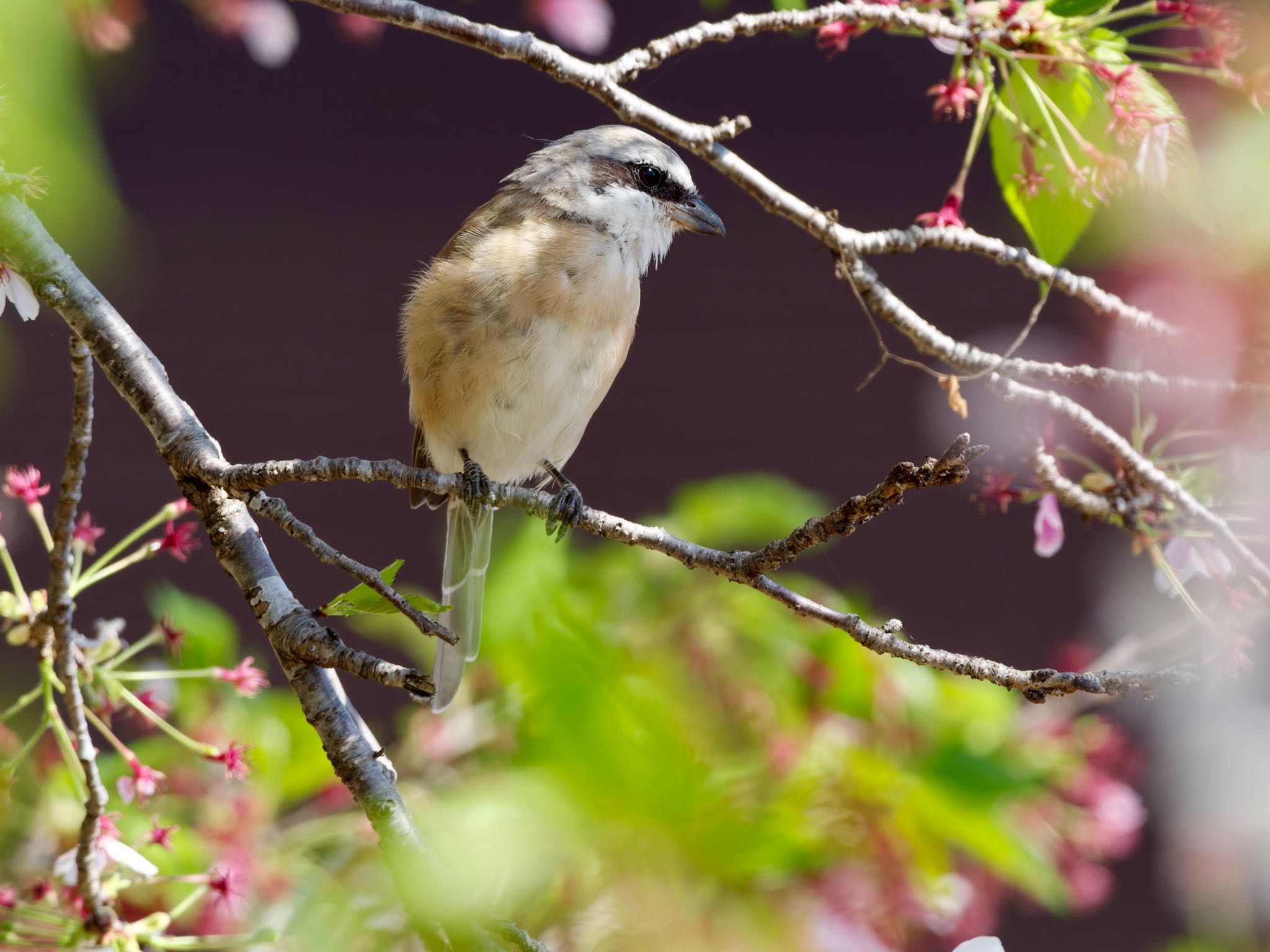 Photo of Red-backed Shrike at 兵庫県 by speedgame