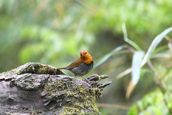 Japanese Robin Akigase Park Sat, 4/16/2022