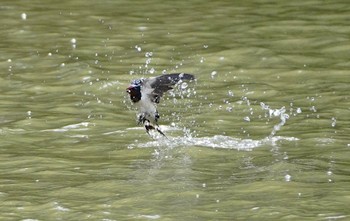 ツバメ 千里東町公園 2022年4月18日(月)