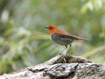 Japanese Robin Akigase Park Mon, 4/18/2022