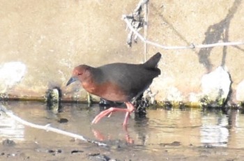 2022年4月17日(日) 須崎調整池の野鳥観察記録
