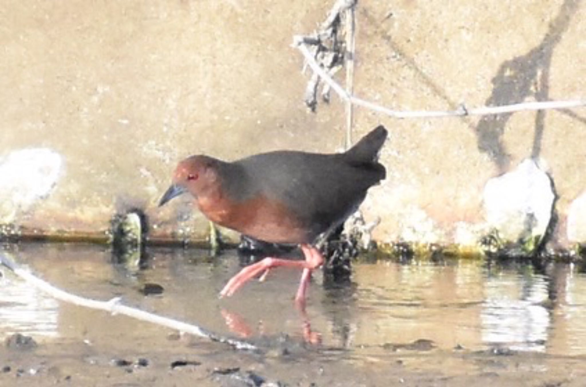 Photo of Ruddy-breasted Crake at 須崎調整池 by スナフキン