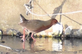 Ruddy-breasted Crake 須崎調整池 Sun, 4/17/2022