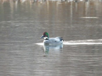 Falcated Duck 東屯田川遊水地 Sun, 4/17/2022