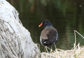 Common Moorhen 江別 泉の沼公園 Sun, 4/17/2022