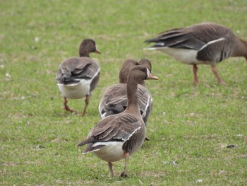 Greater White-fronted Goose 南幌町 Sun, 4/17/2022