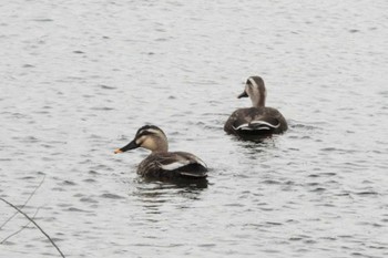 Eastern Spot-billed Duck 三重湖公園 Sun, 4/17/2022