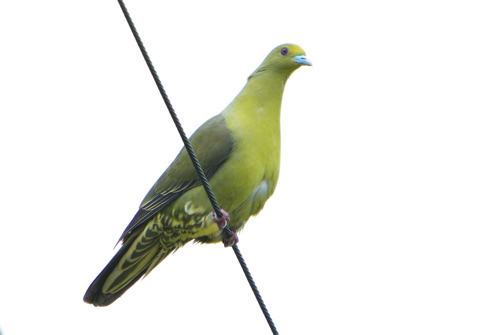 Photo of チュウダイズアカアオバト at Ishigaki Island by 禽好き