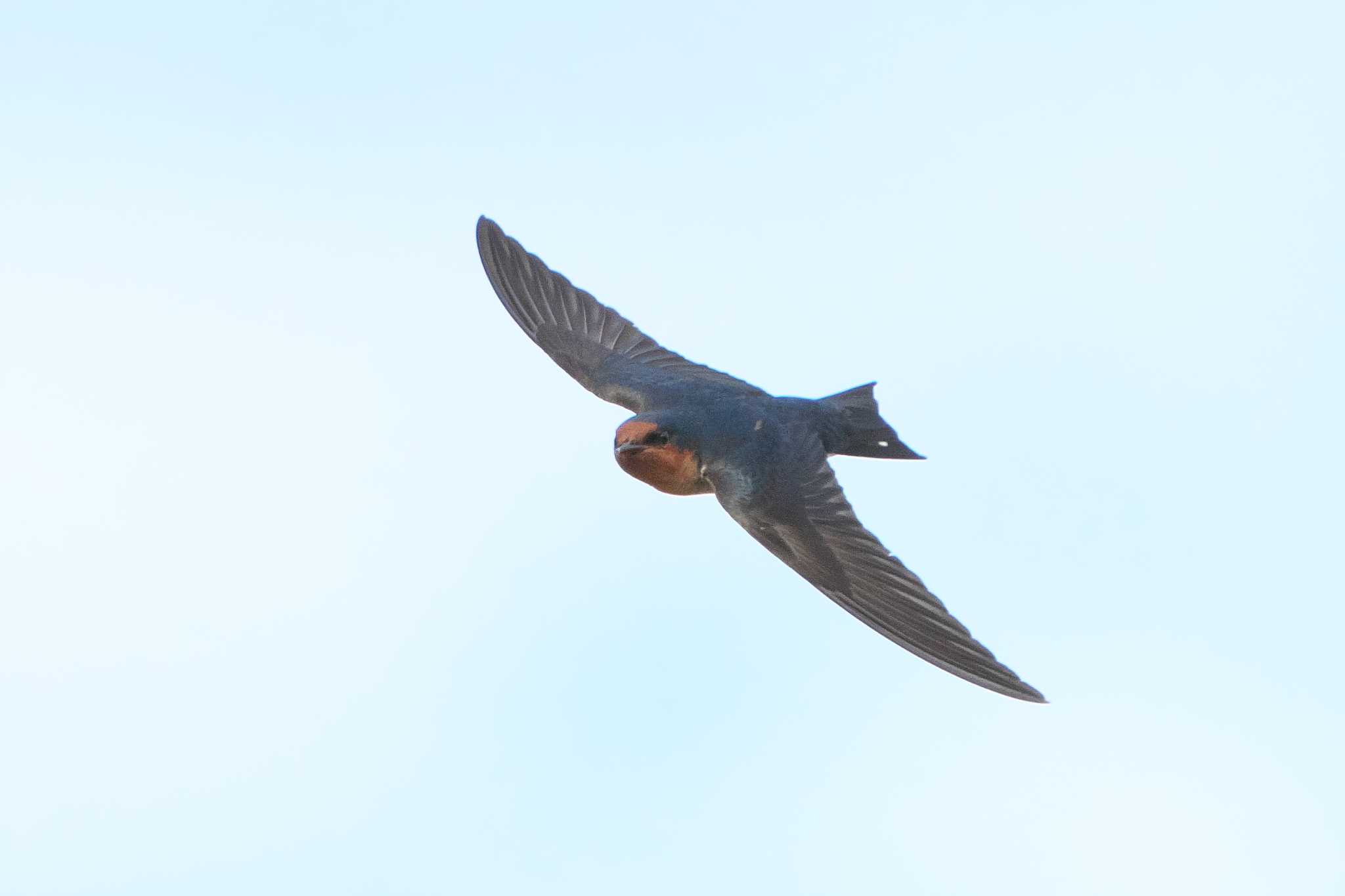 Pacific Swallow