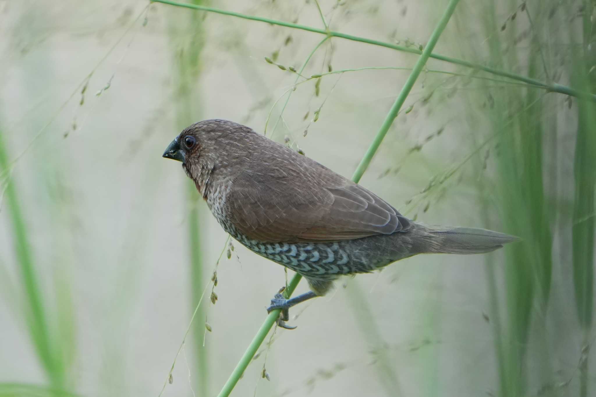 Scaly-breasted Munia