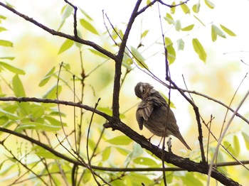 2022年4月18日(月) 葛西臨海公園の野鳥観察記録