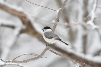 2021年12月17日(金) 弟子屈町(北海道)の野鳥観察記録