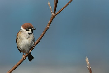 Eurasian Tree Sparrow 静岡県 大池(磐田市) Mon, 2/28/2022