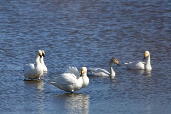 Tundra Swan 静岡県 大池(磐田市) Mon, 2/28/2022