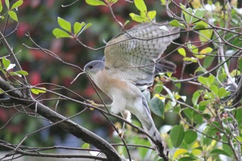 Japanese Sparrowhawk 東京 Sat, 4/10/2021