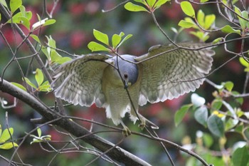 Japanese Sparrowhawk 東京 Sat, 4/10/2021