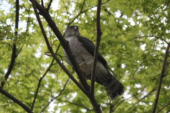 Japanese Sparrowhawk 東京 Sat, 4/10/2021