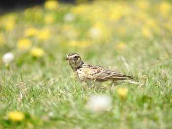 2022年4月17日(日) 平城宮跡の野鳥観察記録