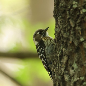 Japanese Pygmy Woodpecker 甘樫丘(奈良県) Sun, 4/17/2022