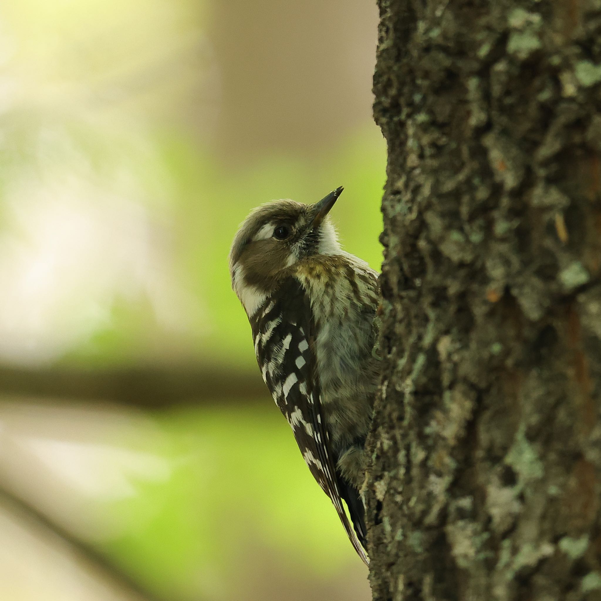 Photo of Japanese Pygmy Woodpecker at 甘樫丘(奈良県) by Sakamoto