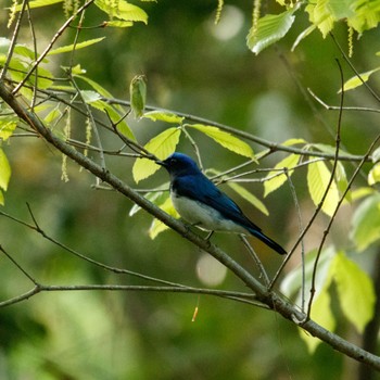 Blue-and-white Flycatcher 奈良県大和郡山市 Sat, 4/16/2022